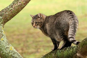 Image 0 for Cat**