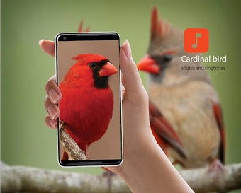 Imagen 0 para Cardinal bird sound ringt…