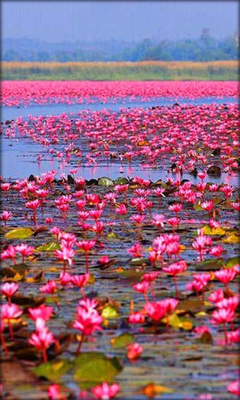 Imagen 4 para Landscape Live Wallpaper