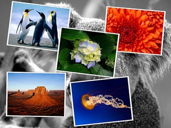 Imagen 1 para gPhotoShow Pro