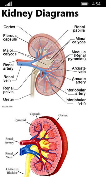 Imagen 3 para Human Anatomy 2017 for Wi…