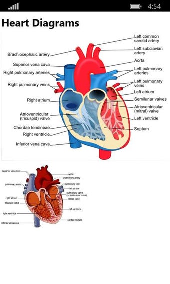 Imagen 0 para Human Anatomy 2017 for Wi…