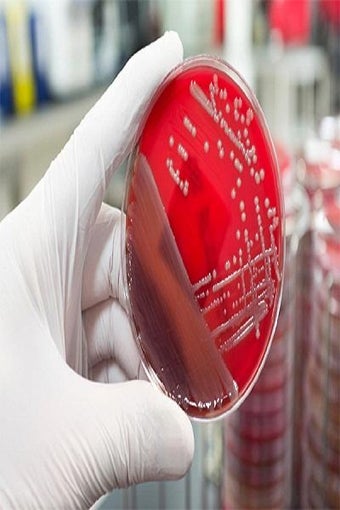 Imagen 1 para Microbiology