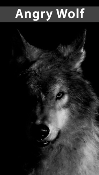 Image 1 for Amazing Wolf Wallpapers