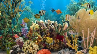 Image 0 for MyReef 3D Aquarium 2 HD