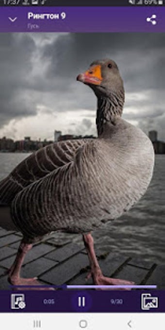 Image 2 for Goose - RINGTONES and WAL…