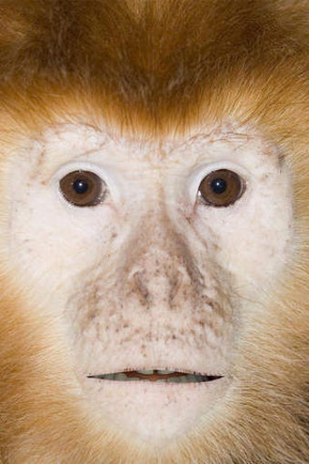 Image 0 for Talking Monkey