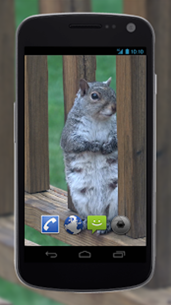 Image 1 for 4K Park Squirrel Video Li…