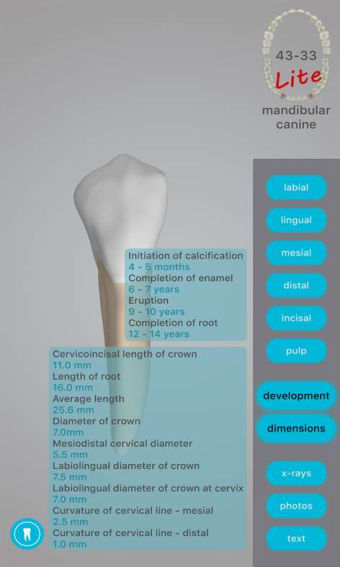 Image 0 for Dental Corpus ANATOMY lit…