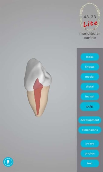 Image 2 for Dental Corpus ANATOMY lit…