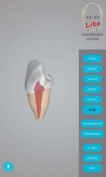 Imagen 1 para Dental Corpus ANATOMY lit…
