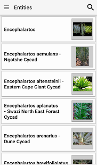 Image 0 for IDentifyIt Cycads