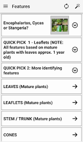 Image 2 for IDentifyIt Cycads