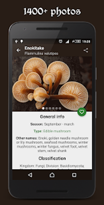 Image 1 for Book of Mushrooms