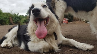 Image 0 for Anti Leanback for MORDHAU