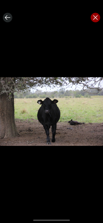 Image 3 for AGEX Herd