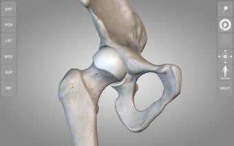 Imagen 2 para Skeleton | 3D Anatomy