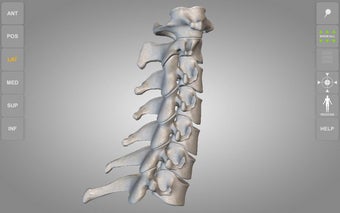 Imagen 1 para Skeleton | 3D Anatomy