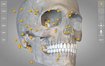 Imagen 3 para Skeleton | 3D Anatomy