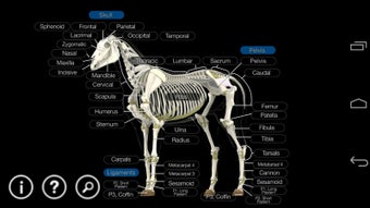 Imagen 5 para Horse Anatomy: Equine 3D