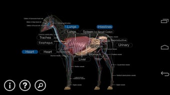 Imagen 4 para Horse Anatomy: Equine 3D