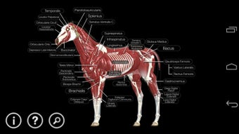 Imagen 1 para Horse Anatomy: Equine 3D