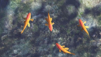 Imagen 1 para Fish Sim for Cats