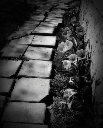 Imagen 1 para Dramatic Black & White