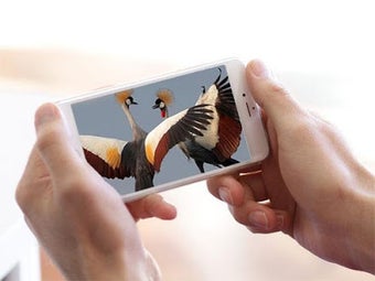 Imagen 0 para Wild birds documentary on…