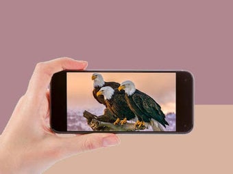 Imagen 3 para Wild birds documentary on…