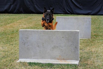 Imagen 1 para German Shepherd Training