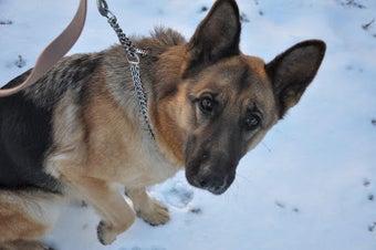 Imagen 2 para German Shepherd Training