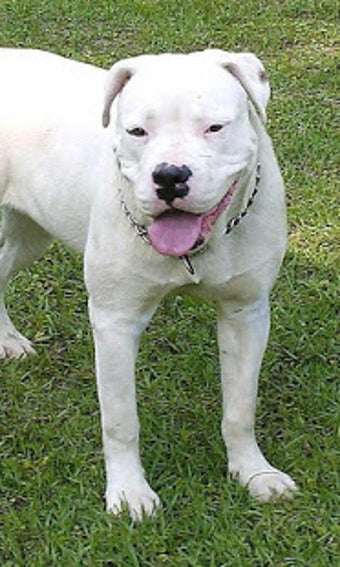 Image 2 for American Bulldog Wallpape…