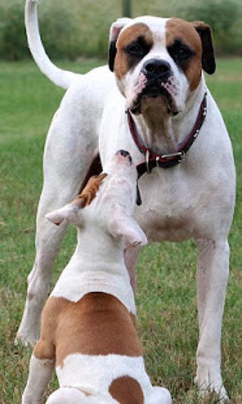 Image 1 for American Bulldog Wallpape…