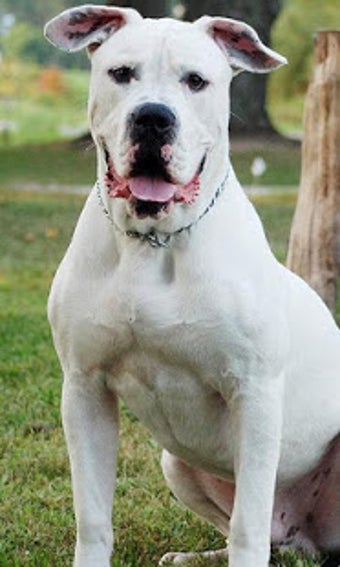 Image 0 for American Bulldog Wallpape…