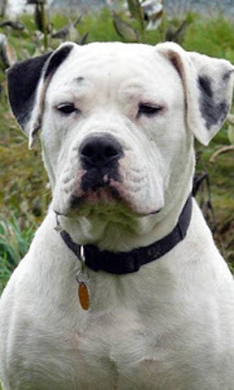 Image 3 for American Bulldog Wallpape…