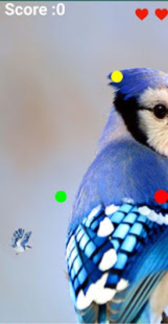 Image 1 for Blue Jay Flying