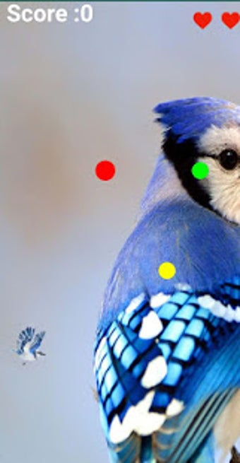 Imagen 1 para Blue Jay Flying