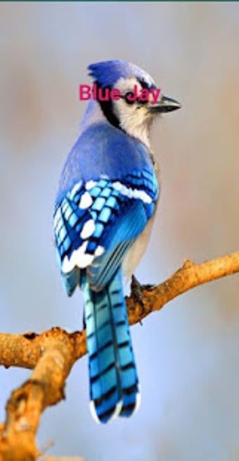 Image 3 for Blue Jay Flying