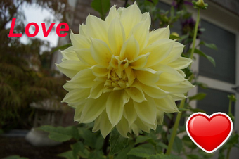 Image 0 for ZoomInto for Maxthon
