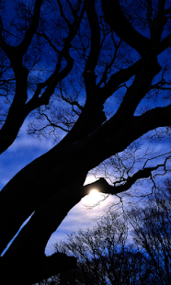 Imagen 3 para Moon Live Wallpaper (back…