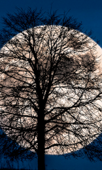 Imagen 2 para Moon Live Wallpaper (back…