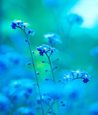 Imagen 0 para INTEHA E ISHQ by Parivash