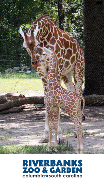 Image 2 for Riverbanks Zoo and Garden
