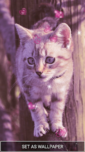 Imagen 1 para Cute Kitten Live Wallpape…