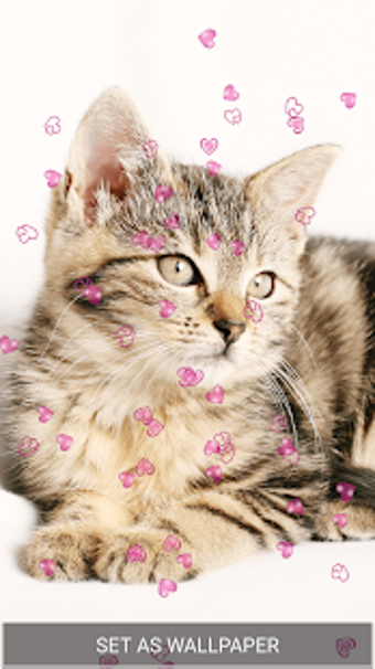 Imagen 2 para Cute Kitten Live Wallpape…