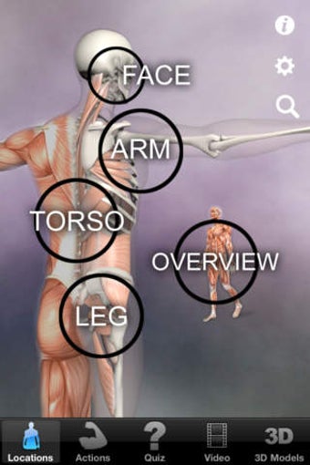 Image 0 for Learn Muscles : Anatomy Q…