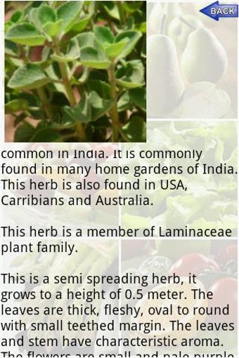 Image 1 for Ayurvedic Plants and Herb…