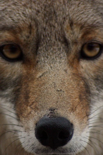Image 0 for Coyote Calls