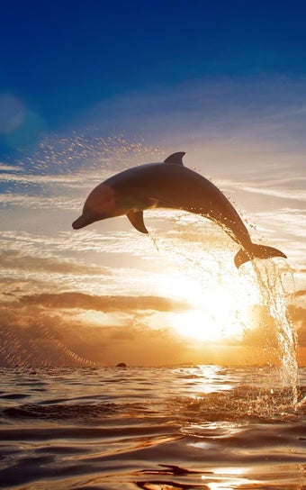 Image 0 for Dolphins Live Wallpaper